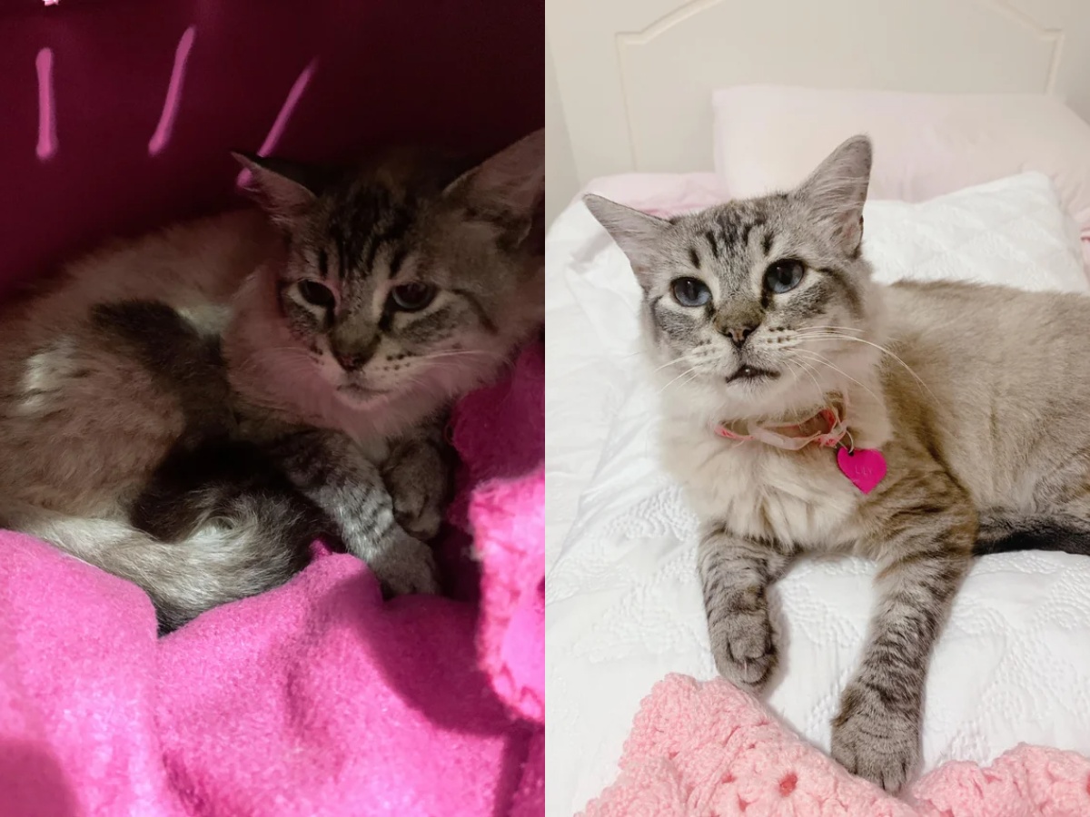 Rosie the 31-year-old Fluffy Tortoiseshell Cat